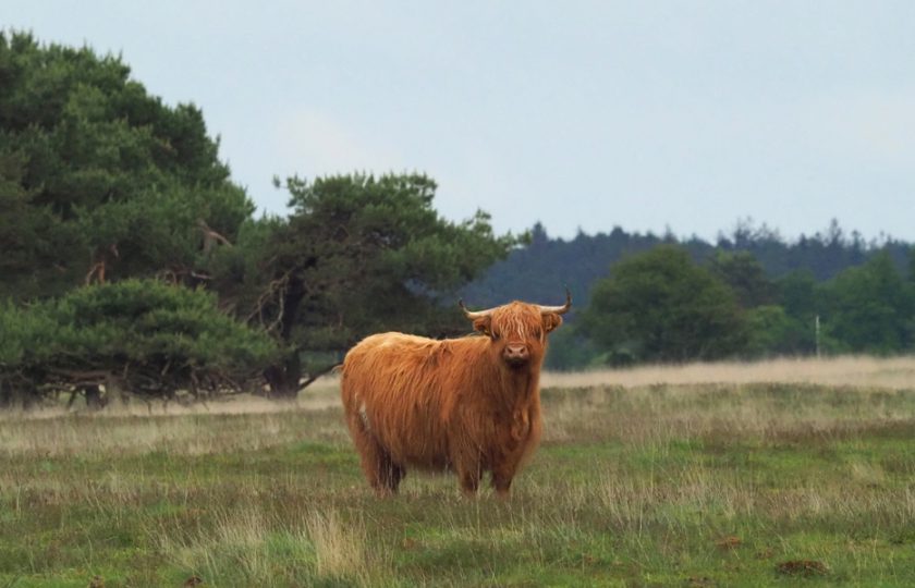 Aanrader: fietsrondje Doldersummerveld in Nationaal Park Drents-Friese Wold