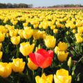 Ten zuiden van Friesland staat het grootste tulpenveld van de wereld in bloei